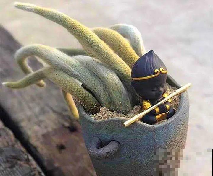 5种新颖的花，邻居没见过，养了你就被羡慕吧！