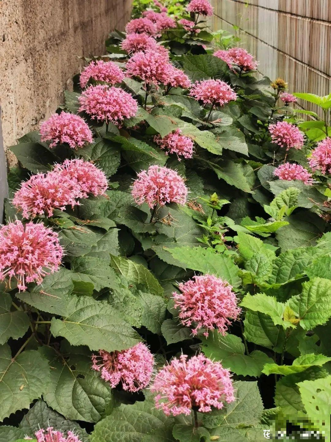 8种花再好看也别养,臭气熏天,恶心得吃不下饭! 8种花再好看也别养,臭气熏天,恶心得吃不下饭!