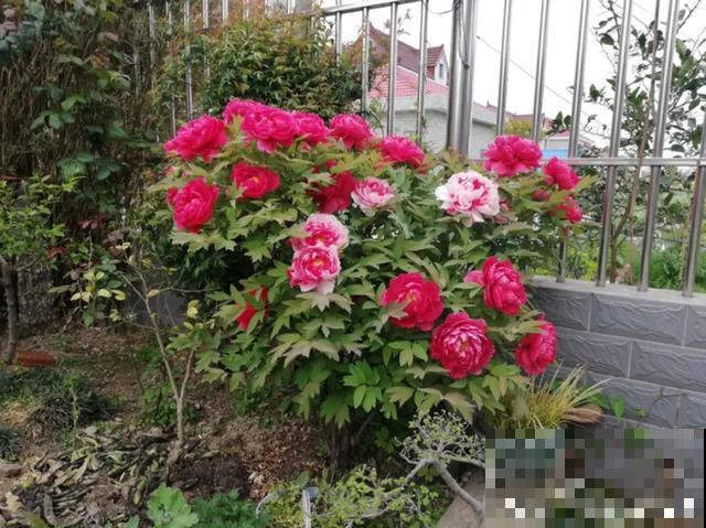 寿命最长的花，10岁养到100岁，够你养一辈子！