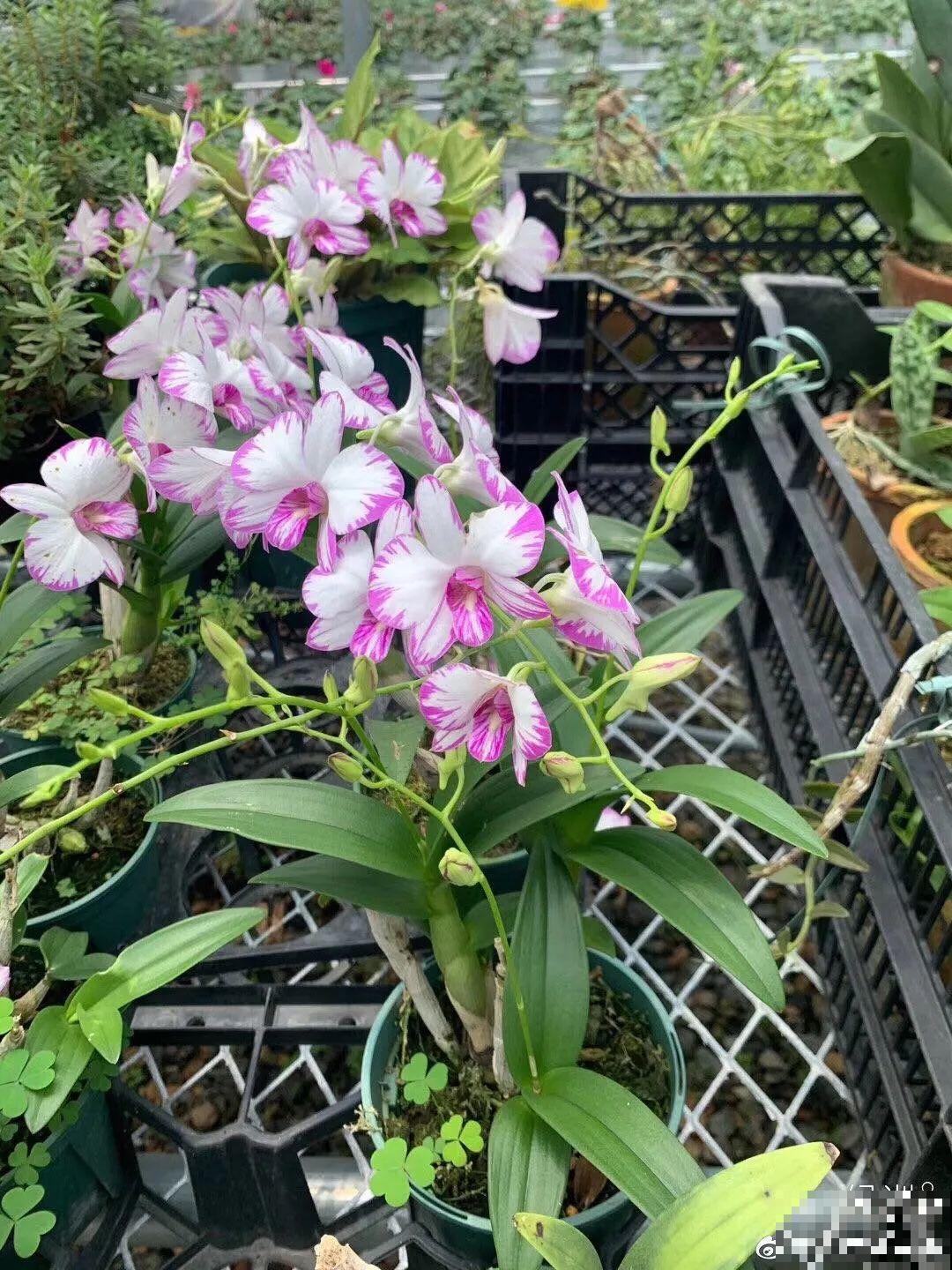 1种花名字美翻天，开花时间长，花量超大