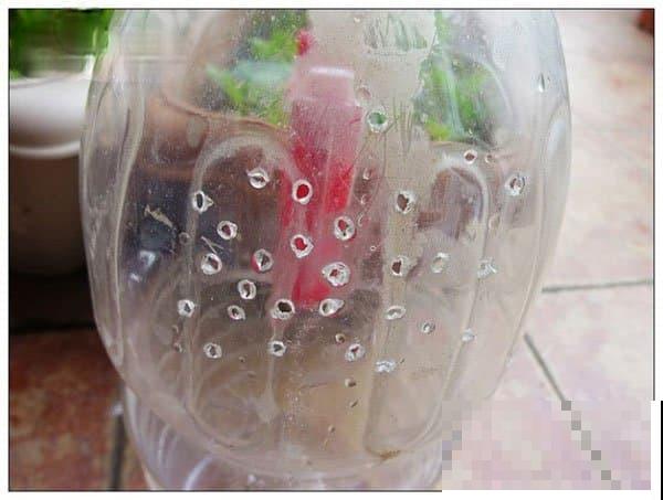 旧筷子、老干妈瓶，都是养花宝贝，做盆浇水都能用！