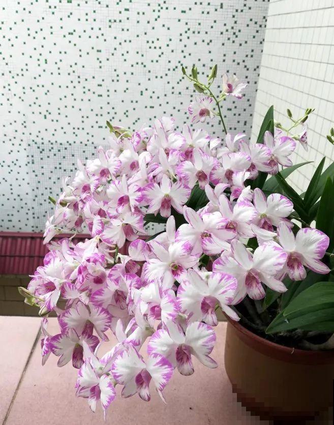 1种花名字美翻天，开花时间长，花量超大