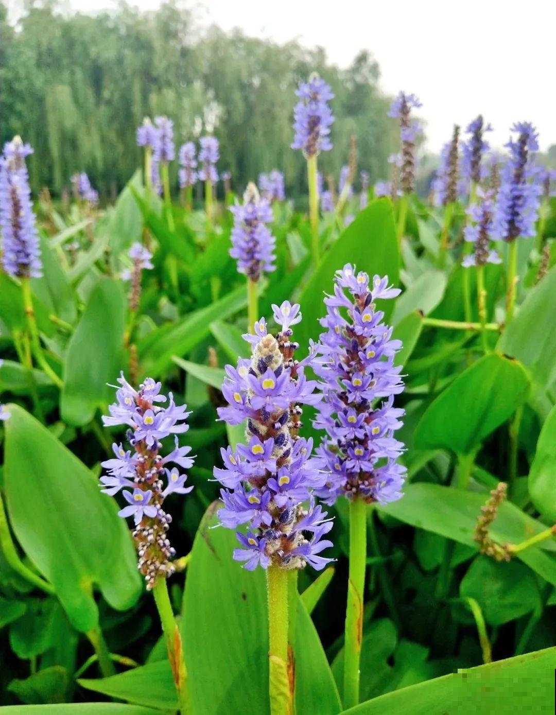 现在养风雨兰,大雨一淋,花开爆盆! 现在养风雨兰,大雨一淋,花开爆盆!