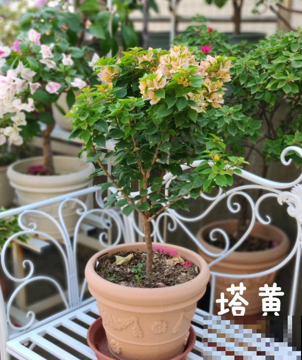 20平的小楼顶，养了100多盆三角梅，花团锦簇美不胜收！