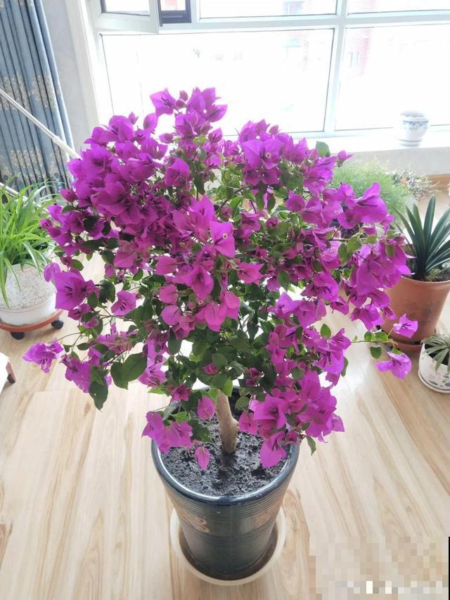 8种花要舍得掐,才能越长越旺盛 8种花要舍得掐,才能越长越旺盛