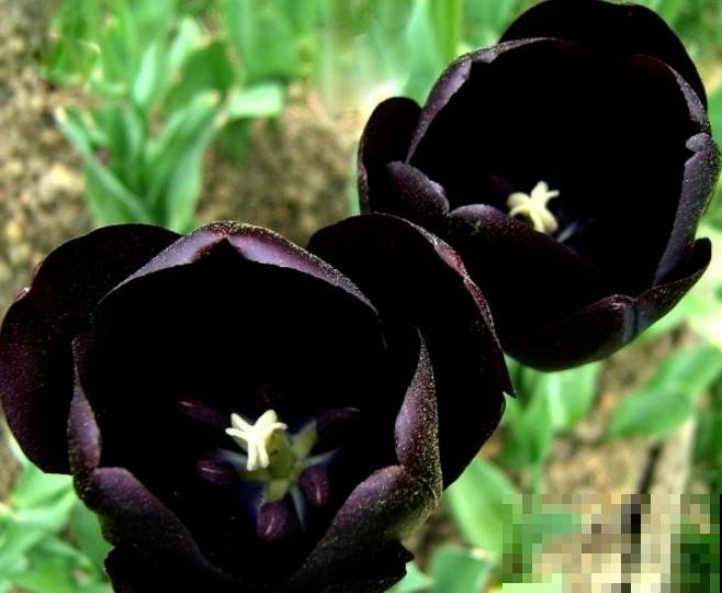 这些花一个比一个好看,但是大家都不喜欢,难道是不吉利? 这些花一个比一个好看,但是大家都不喜欢,难道是不吉利?