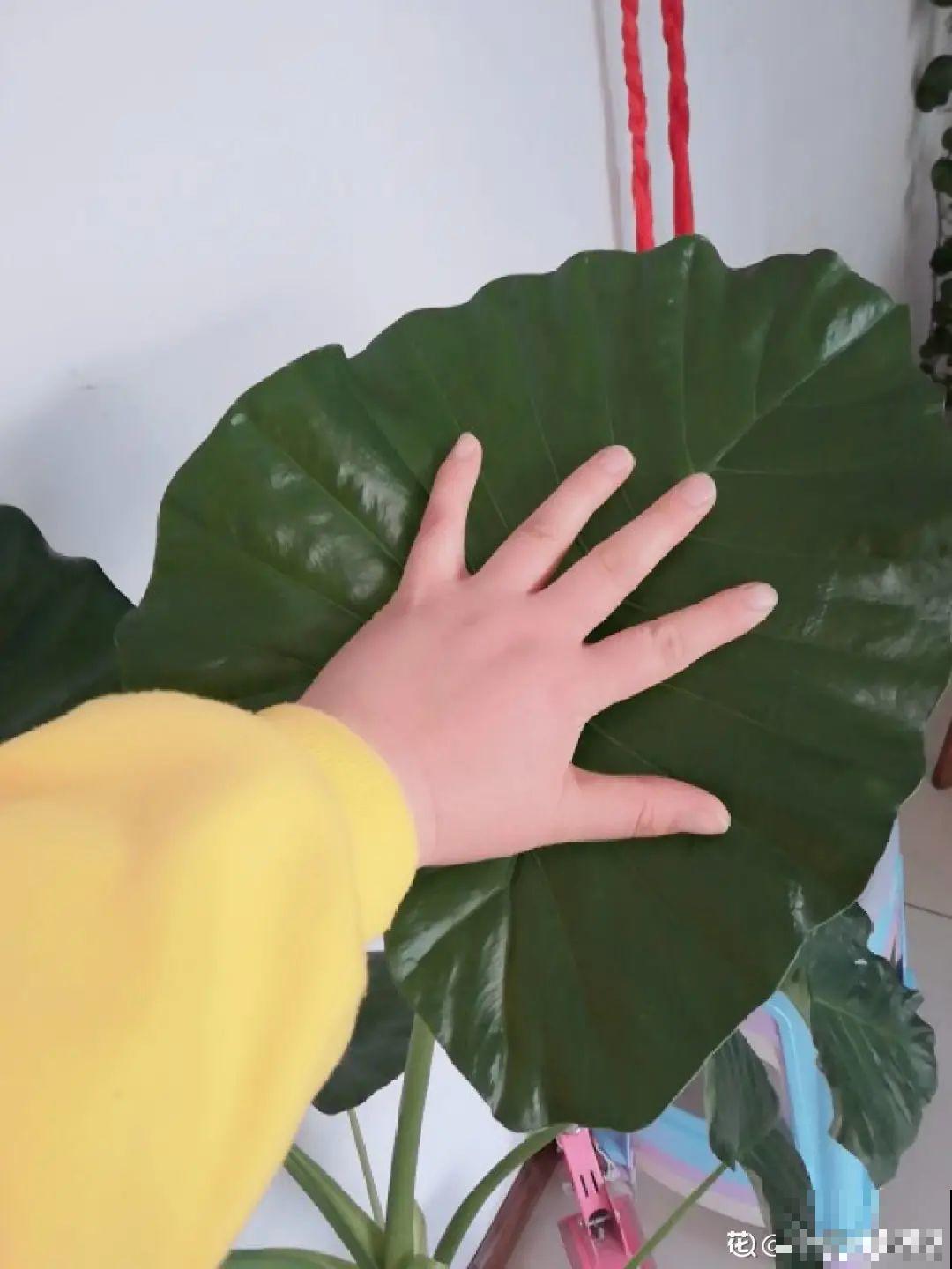 比人还大的植物叶,感受一下来自大自然的神奇! 比人还大的植物叶,感受一下来自大自然的神奇!