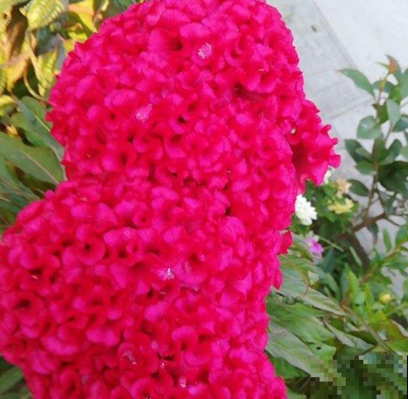 鸡冠花这么养，一开就是一大朵，特霸气！