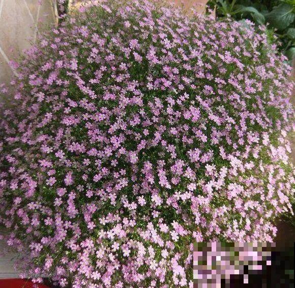 种花赚钱？要是有块地，真的发财了！