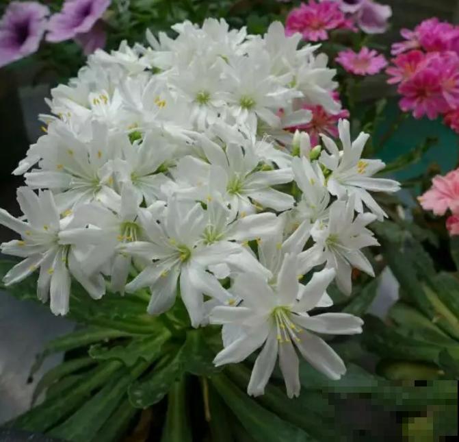 都说多肉开花要剪掉,这种多肉千万别剪,看的就是花! 都说多肉开花要剪掉,这种多肉千万别剪,看的就是花!