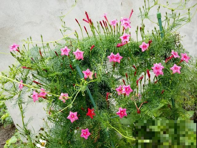 4种花就是吸血鬼，不能被缠上，否则死翘翘