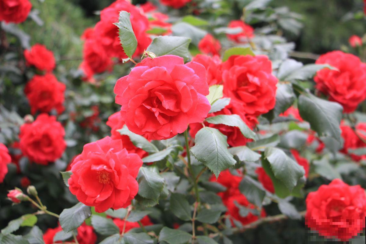 月季到了秋天开始“欢腾”,要抓好施时机,花苞才能砰砰冒不停 月季到了秋天开始“欢腾”,要抓好施时机,花苞才能砰砰冒不停