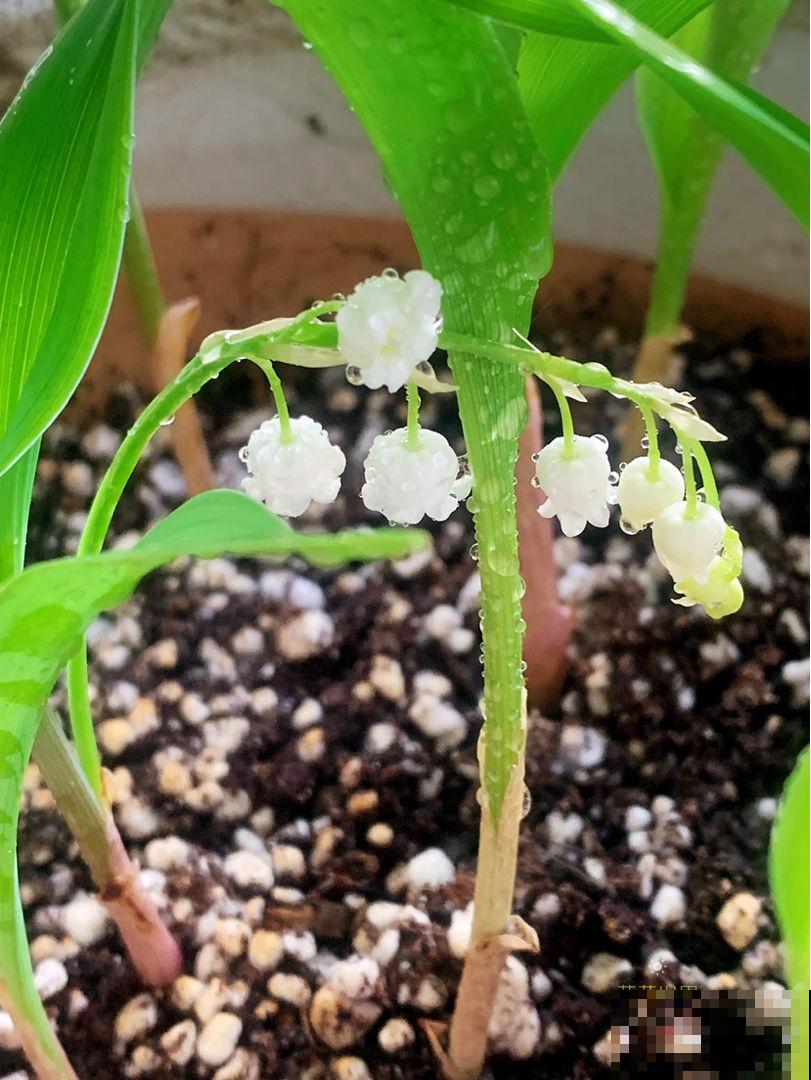 开花像铃铛的铃兰,耐寒能力超强,冬天也能养 开花像铃铛的铃兰,耐寒能力超强,冬天也能养