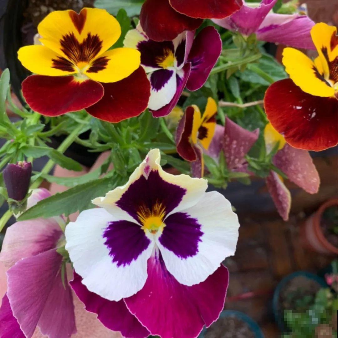 看图猜花名，100道题，测你的养花天分！