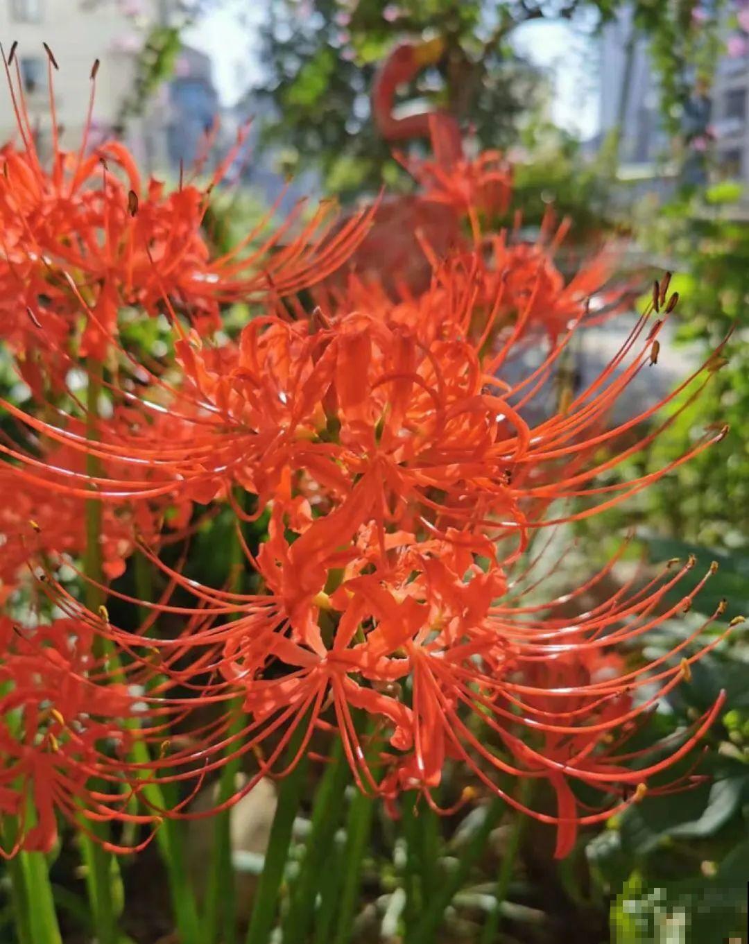 11种花,下个月就开花,现在养护是关键! 11种花,下个月就开花,现在养护是关键!