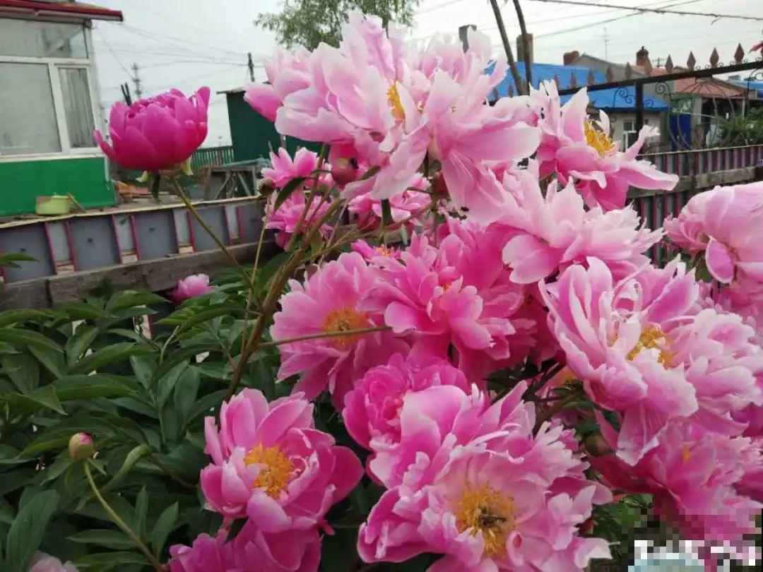 大家都爱养的花，其实只能秋天种，错过季节养不活！