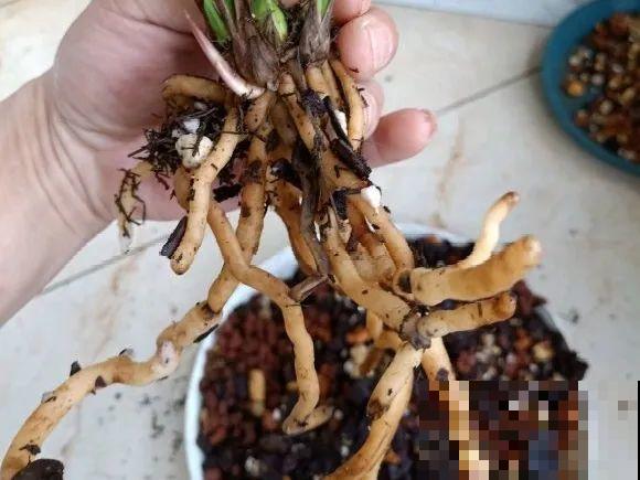 养花不一定要用大花盆，8种花要换小盆，挤着养才能长好