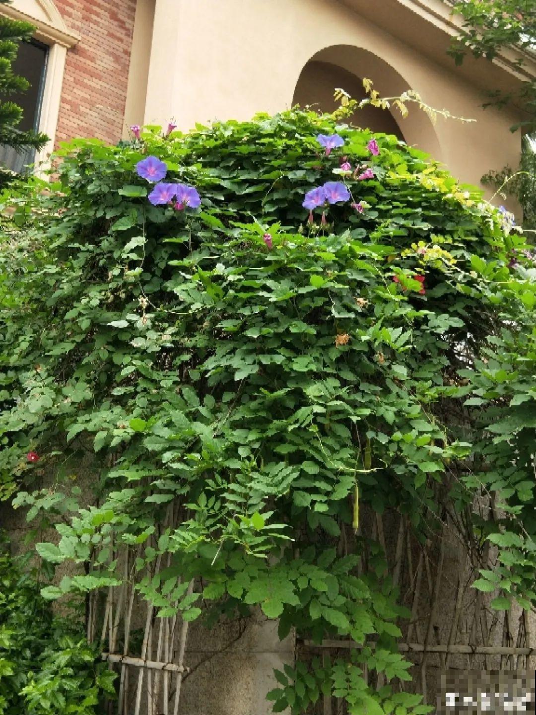 家里4个角落别浪费，分别养些好看的花，一年就能变花园！