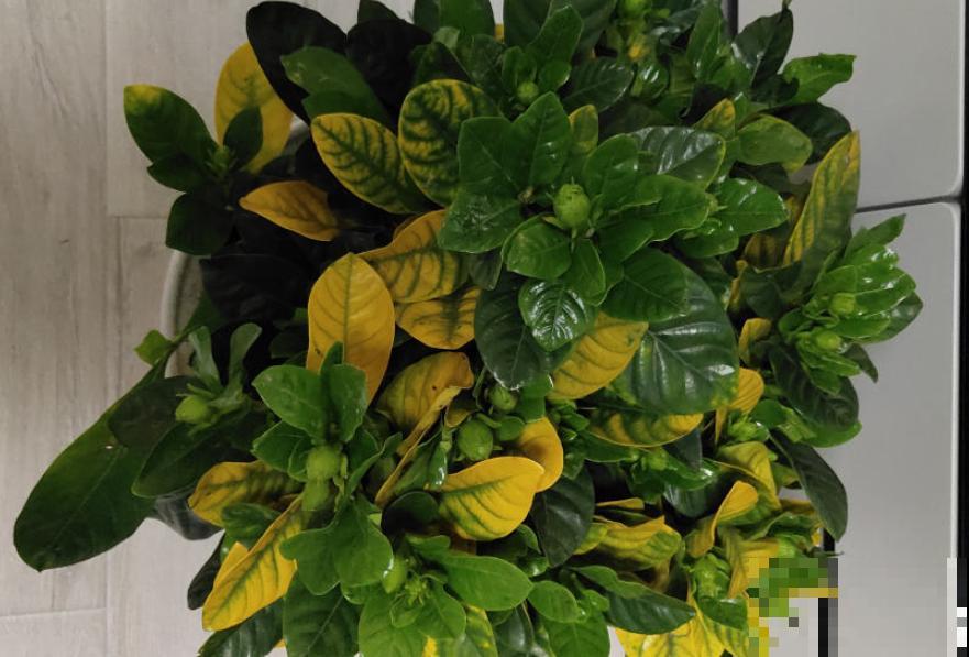 叶子发黄，就这4个原因，看完就明白了！