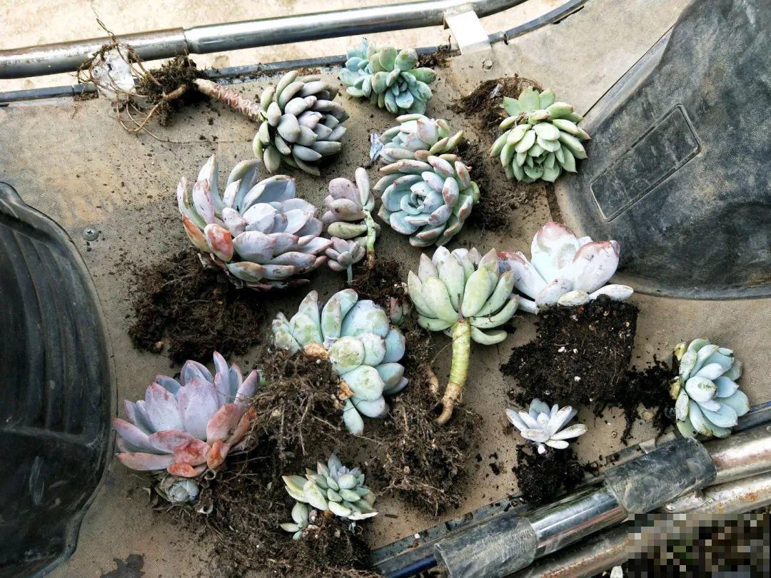 花堆成山,捡到手软,大麻袋都装不下了! 花堆成山,捡到手软,大麻袋都装不下了!