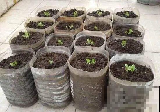 把菜种自家墙上，多得吃不完，太震撼