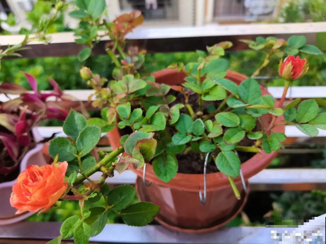 这花千万别换盆，小心一换就死！