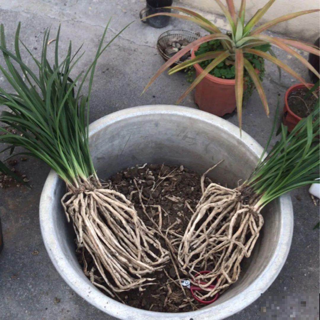 换盆扦插要抓紧，现在正是最佳时期，再晚来不及了！