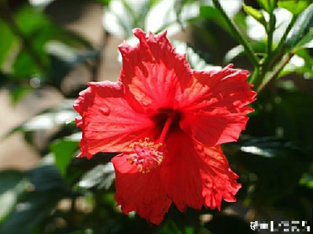 20到养花题，看看你能对几道，对一半就是大神