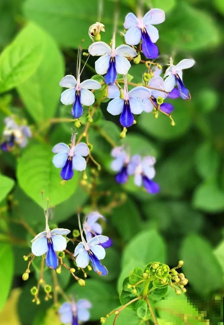 5种新颖的花，邻居没见过，养了你就被羡慕吧！