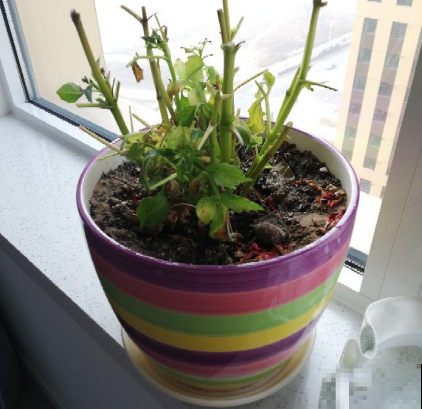 现在给大丽花剪一剪，到秋天，花朵开得比碗大！