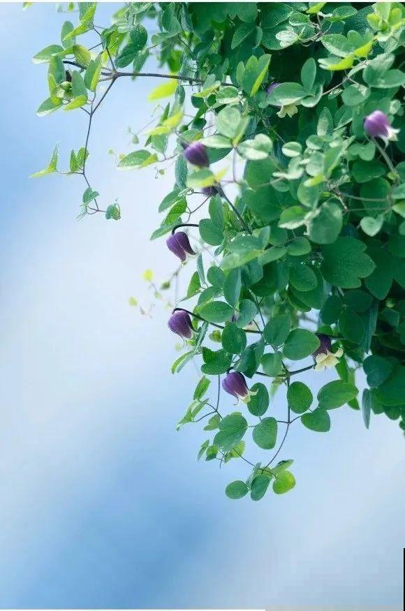 我在公司养300盆花，老板没批评，还帮忙拍照！