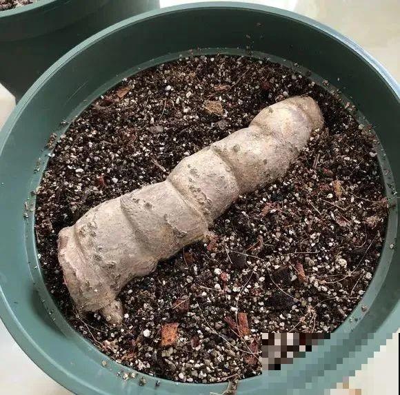 龟背竹长出长鞭子，连着茎一块砍下来，种土里就能活