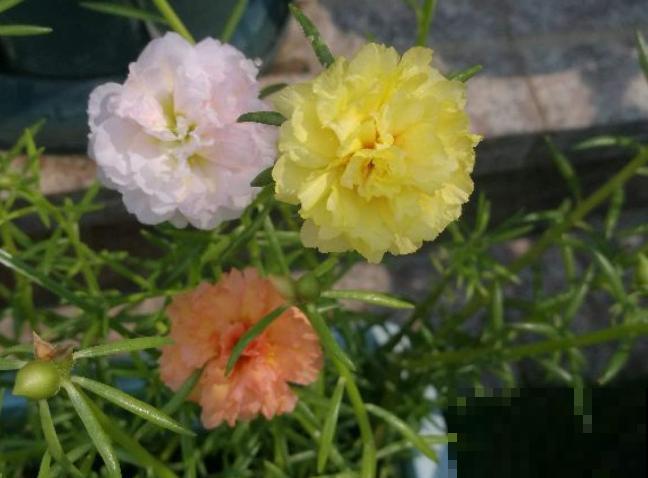 养这3种花,千万别买种子,十有八九是假的! 养这3种花,千万别买种子,十有八九是假的!