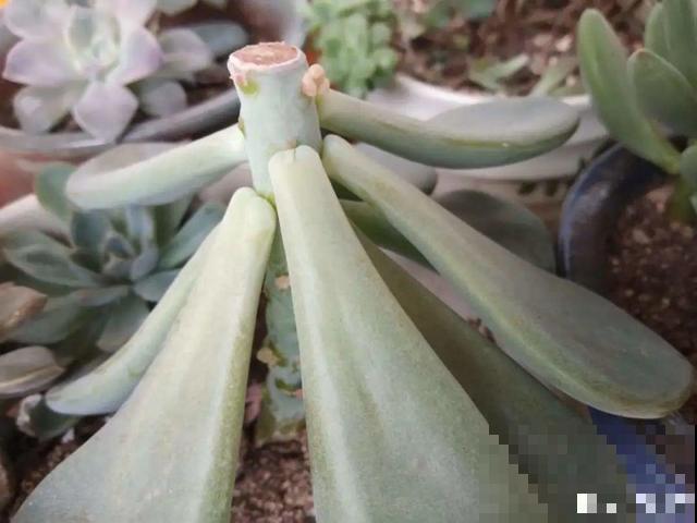 20种花,天凉了赶紧剪,来年开花有多又艳! 20种花,天凉了赶紧剪,来年开花有多又艳!