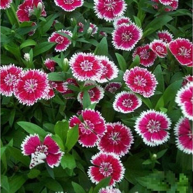 石竹好看还好养,连续开花5个月,秋天错过太可惜 石竹好看还好养,连续开花5个月,秋天错过太可惜