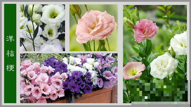 最齐全的《百花图谱》,珍藏起来,路边花都能叫上名! 最齐全的《百花图谱》,珍藏起来,路边花都能叫上名!