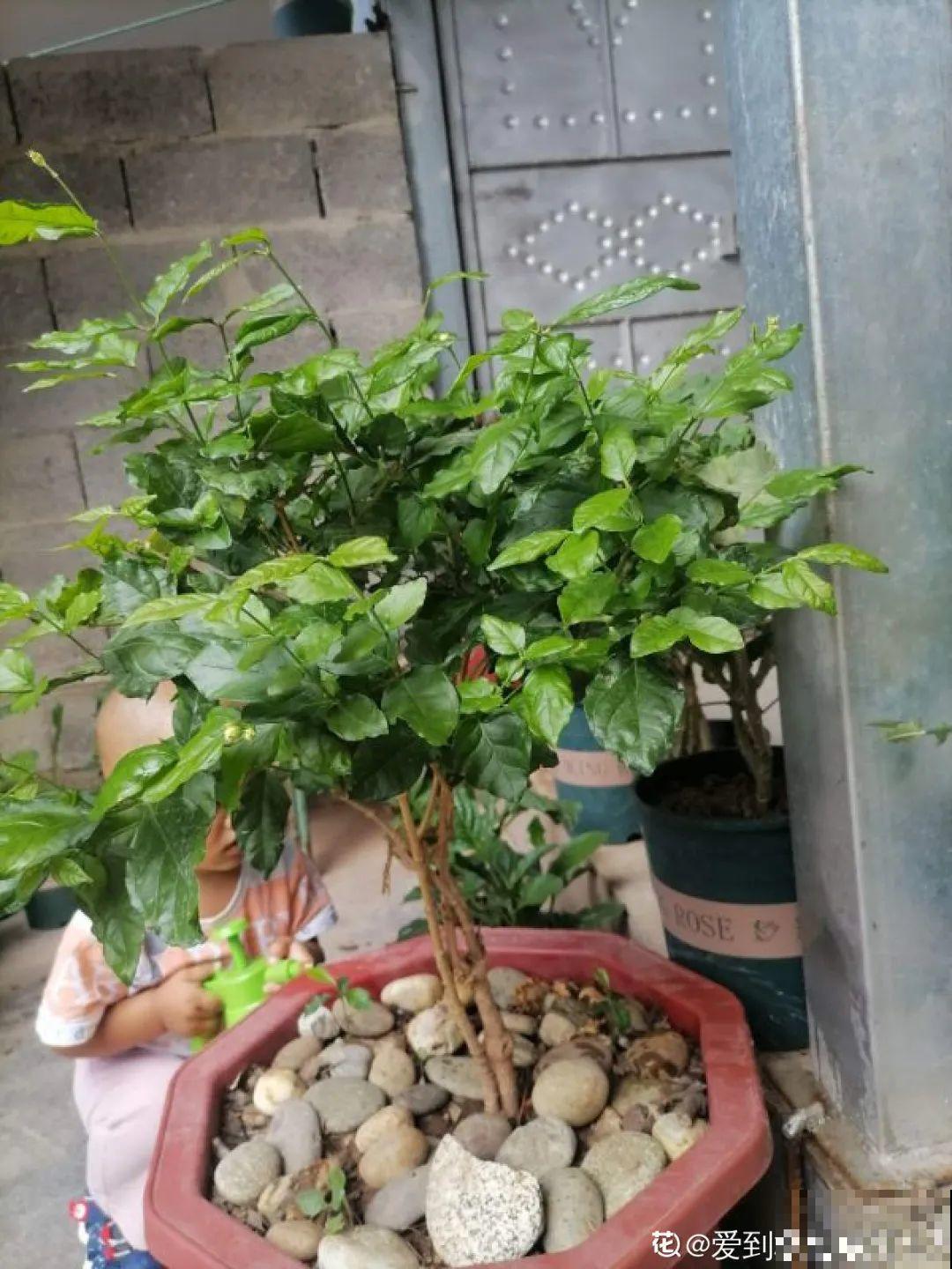 家里养3种花,最怕遇见这个,抓紧避免才能疯长! 家里养3种花,最怕遇见这个,抓紧避免才能疯长!