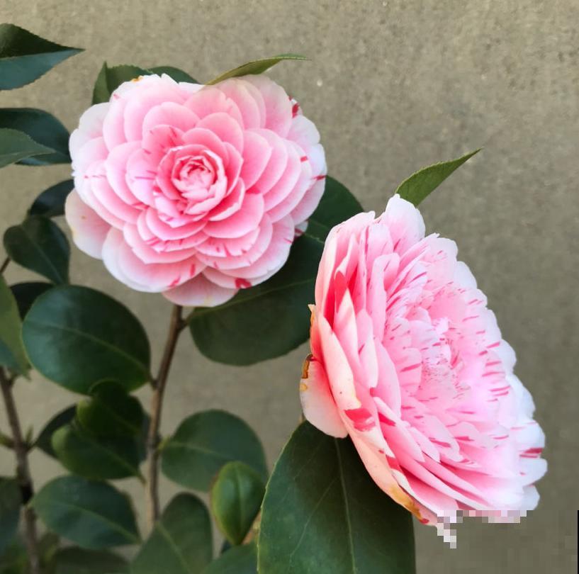 最适合各个地方养的花，快看你的家乡，适合养哪些花！