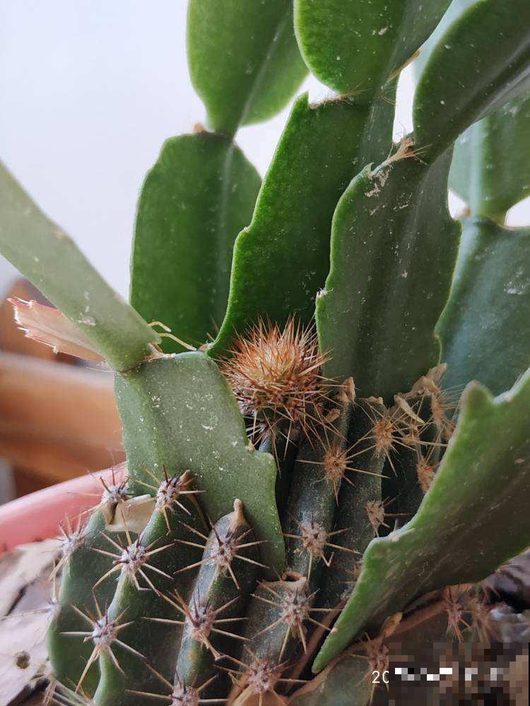 5种花现在要播种，小苗长得欢腾，明年春天就爆花