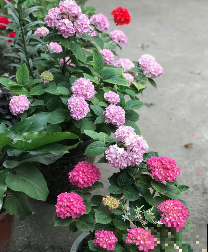 天凉最适合扦插，绣球随便剪根枝，插水里都能活！