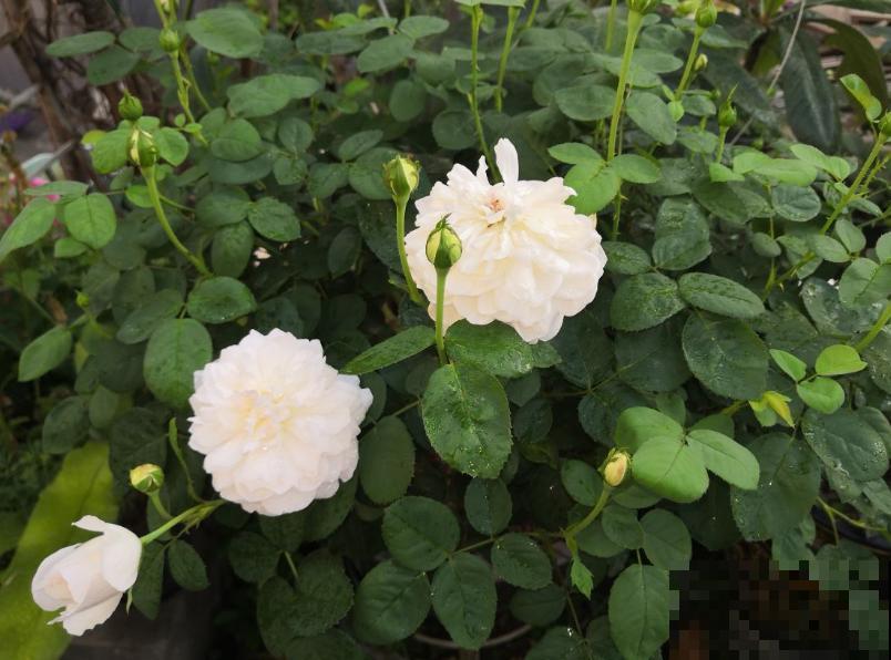 这些花一个比一个好看,但是大家都不喜欢,难道是不吉利? 这些花一个比一个好看,但是大家都不喜欢,难道是不吉利?