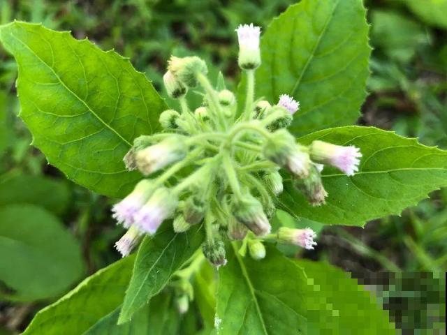 38种入侵植物,全村出来挖,挖完又长一大片 38种入侵植物,全村出来挖,挖完又长一大片