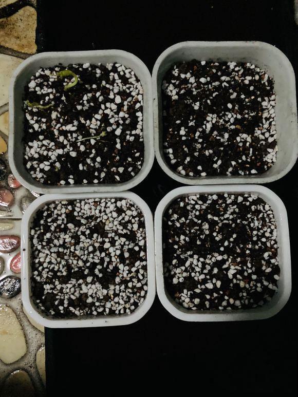 酢浆草太能生崽,一年生一堆,多得都想扔! 酢浆草太能生崽,一年生一堆,多得都想扔!