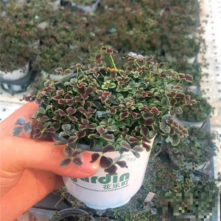 这花被人工培育了,叶子变异后,可以这么美! 这花被人工培育了,叶子变异后,可以这么美!