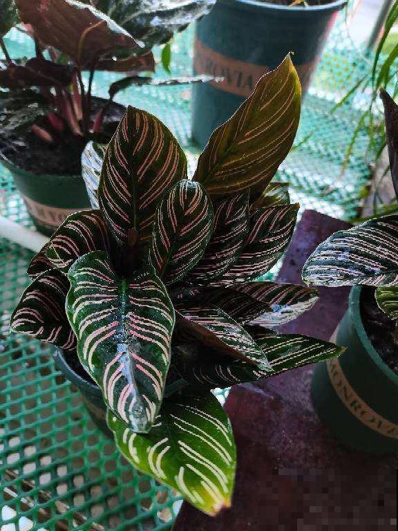 竹芋叶子像彩虹，耐阴耐潮，淋个雨还能长爆盆