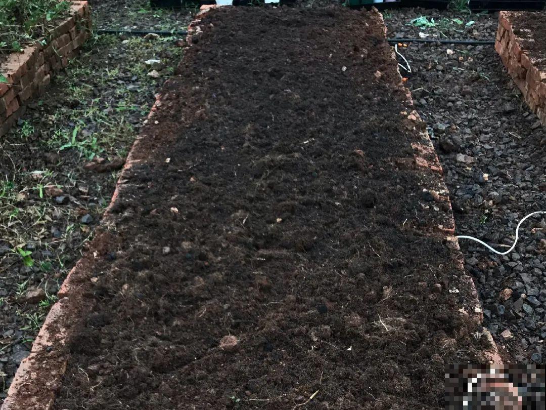 路边不起眼的是宝贝,捡到养花就是宝,养花多年不换盆! 路边不起眼的是宝贝,捡到养花就是宝,养花多年不换盆!