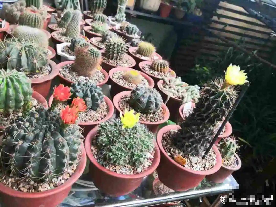 花盆越大越好看？错了，小盆种花美到窒息！