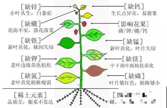 缺肥的7大表现，看清楚，再对症施肥！