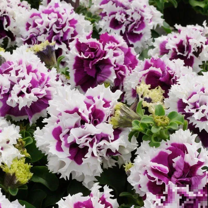 立秋后就养它，下个月爆盆，开花5、6次！