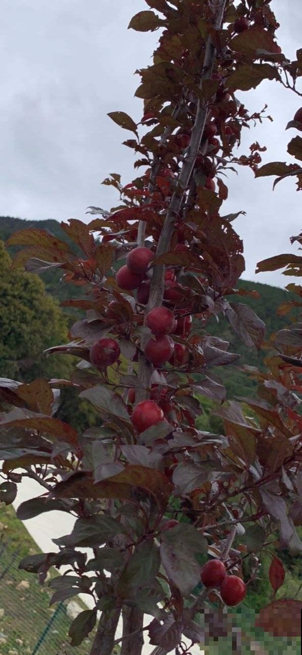 5步种好盆栽紫叶李,简单还省钱,来年果子长满盆! 5步种好盆栽紫叶李,简单还省钱,来年果子长满盆!